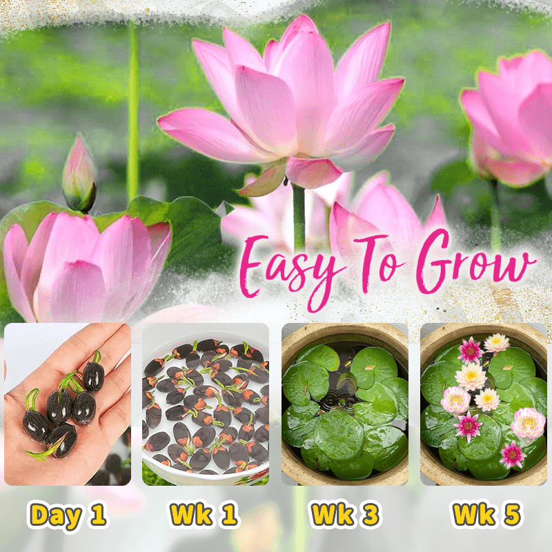 Dekorative Lotusblütensamen