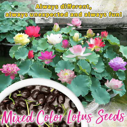 Dekorative Lotusblütensamen