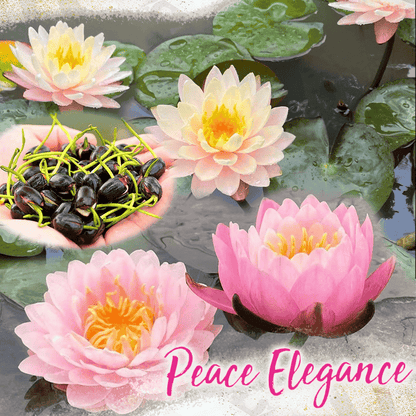 Dekorative Lotusblütensamen